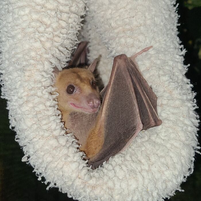 Wait, These Bat Pics Will Totally Flip Your Idea of Bats!