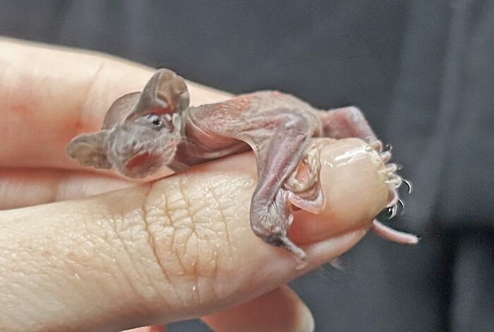 Wait, These Bat Pics Will Totally Flip Your Idea of Bats!