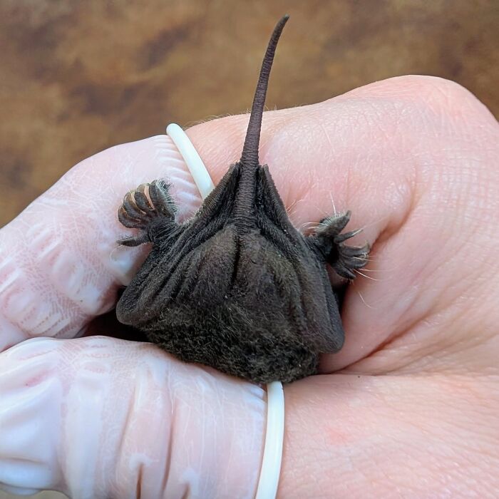 Wait, These Bat Pics Will Totally Flip Your Idea of Bats!