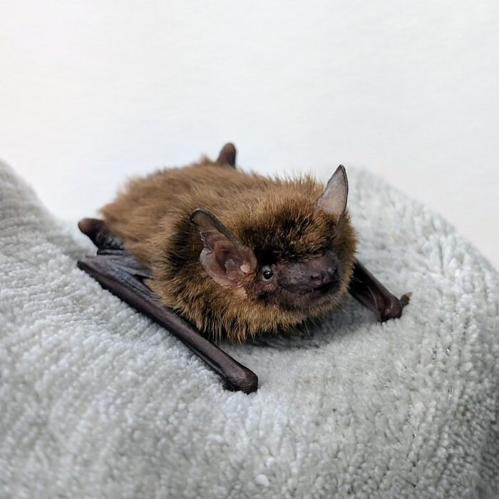 Wait, These Bat Pics Will Totally Flip Your Idea of Bats!