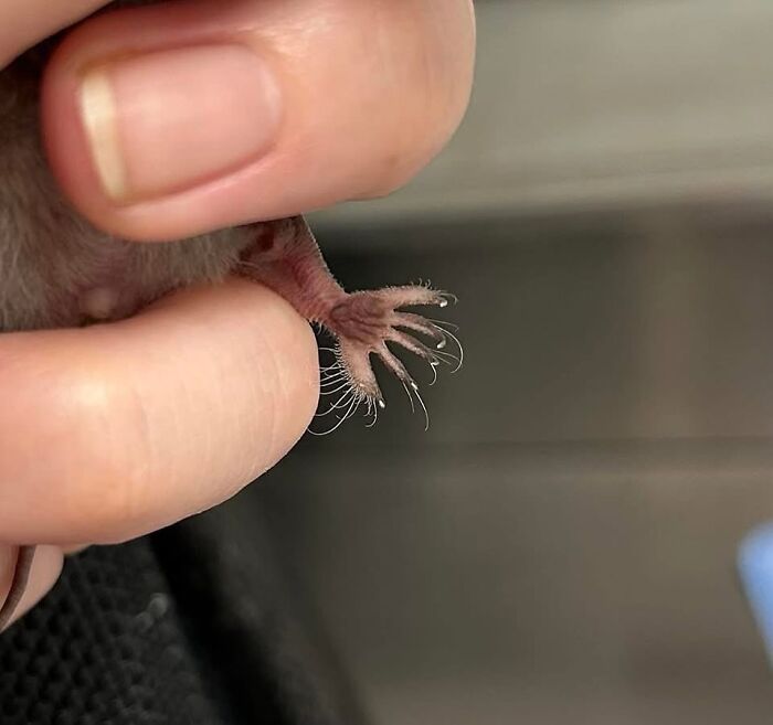 Wait, These Bat Pics Will Totally Flip Your Idea of Bats!