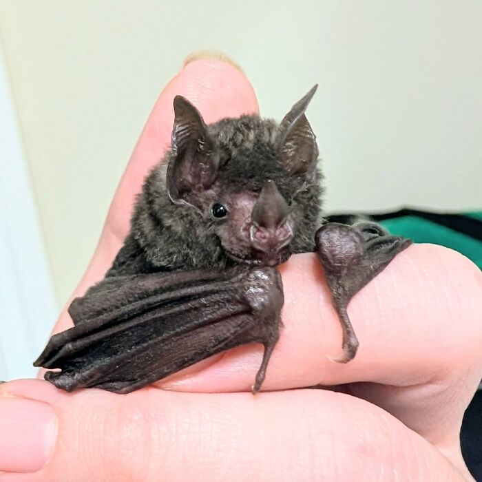 Wait, These Bat Pics Will Totally Flip Your Idea of Bats!