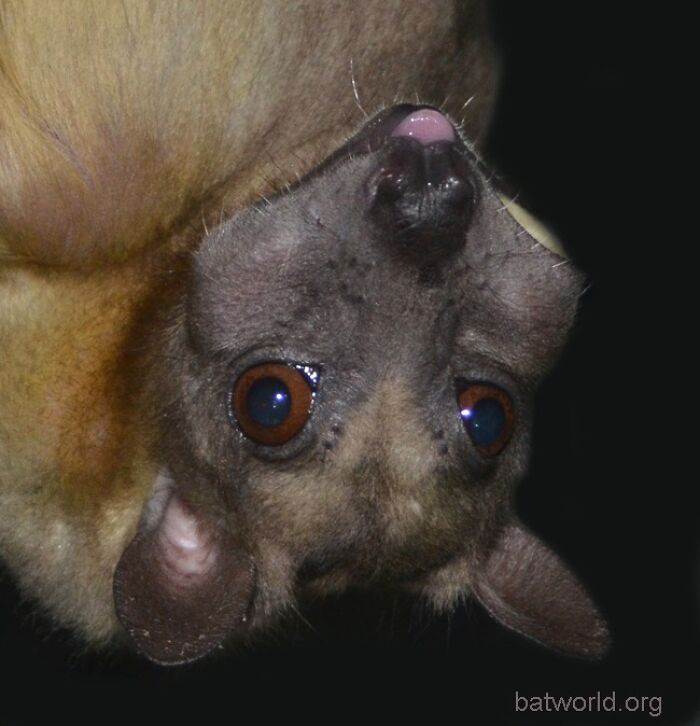Wait, These Bat Pics Will Totally Flip Your Idea of Bats!