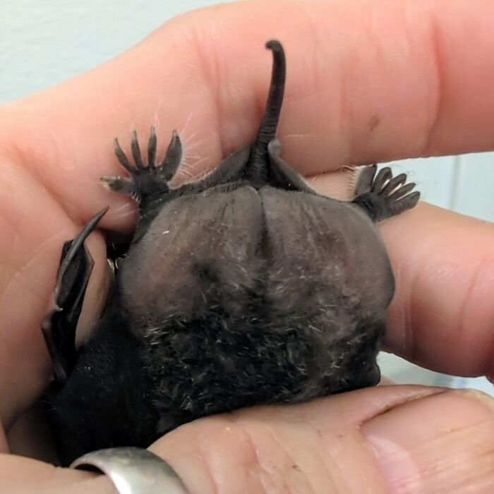 Wait, These Bat Pics Will Totally Flip Your Idea of Bats!