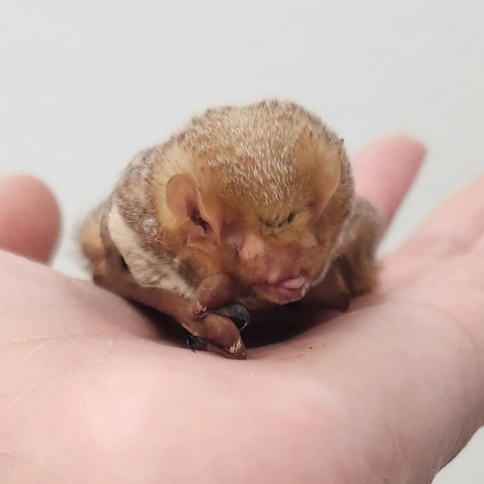Wait, These Bat Pics Will Totally Flip Your Idea of Bats!