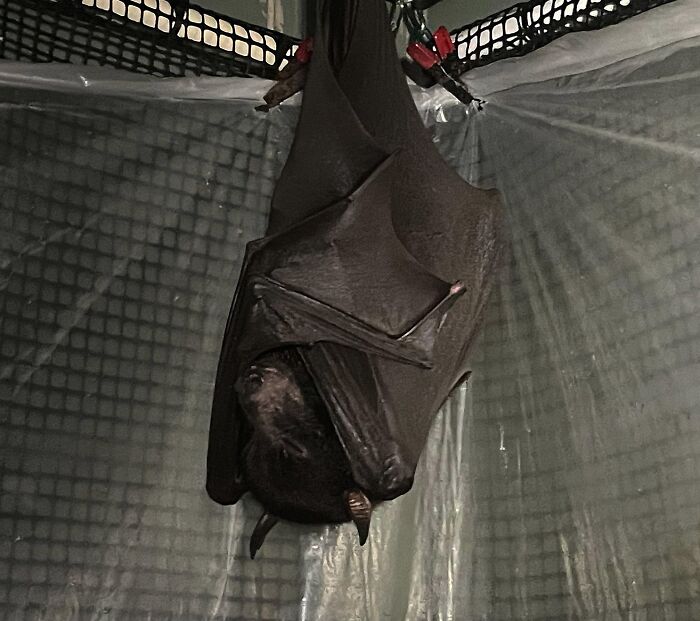 Wait, These Bat Pics Will Totally Flip Your Idea of Bats!