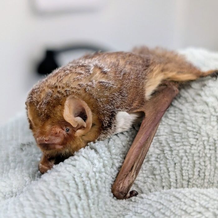 Wait, These Bat Pics Will Totally Flip Your Idea of Bats!