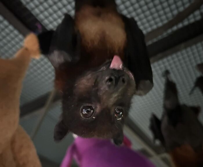 Wait, These Bat Pics Will Totally Flip Your Idea of Bats!