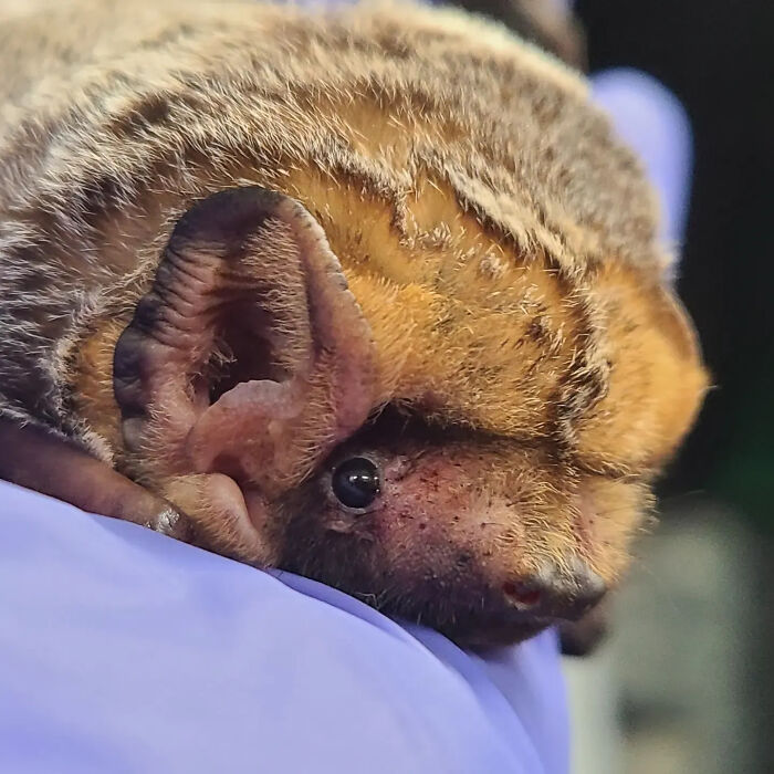 Wait, These Bat Pics Will Totally Flip Your Idea of Bats!