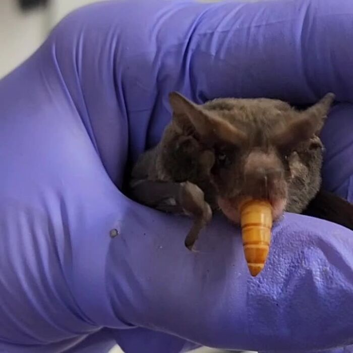 Wait, These Bat Pics Will Totally Flip Your Idea of Bats!