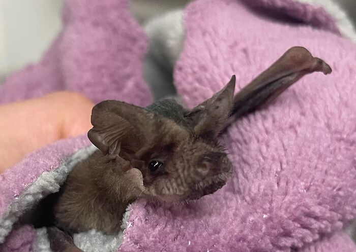Wait, These Bat Pics Will Totally Flip Your Idea of Bats!
