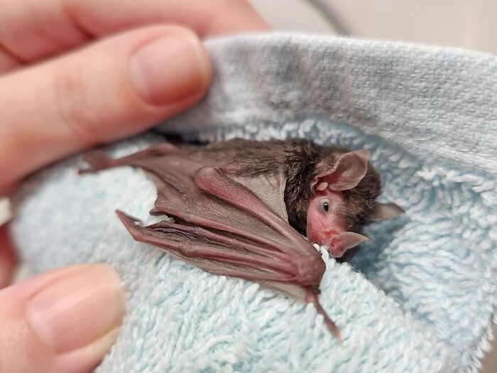Wait, These Bat Pics Will Totally Flip Your Idea of Bats!