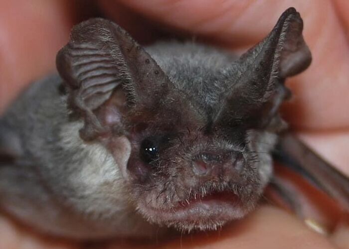 Wait, These Bat Pics Will Totally Flip Your Idea of Bats!