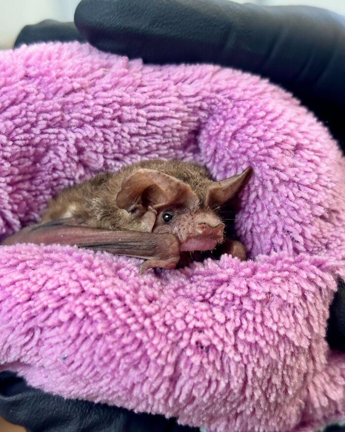 Wait, These Bat Pics Will Totally Flip Your Idea of Bats!
