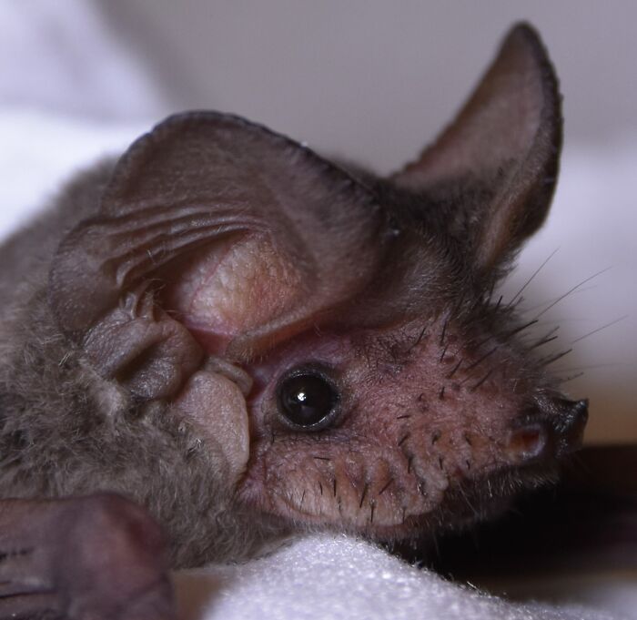 Wait, These Bat Pics Will Totally Flip Your Idea of Bats!