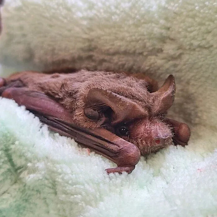 Wait, These Bat Pics Will Totally Flip Your Idea of Bats!