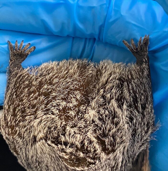 Wait, These Bat Pics Will Totally Flip Your Idea of Bats!