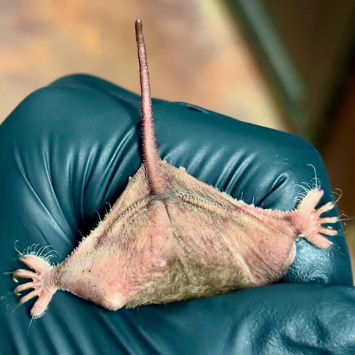 Wait, These Bat Pics Will Totally Flip Your Idea of Bats!