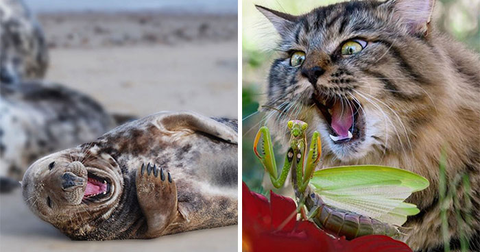 Get Ready! 50 Animal Photos That Are Seriously Awesome