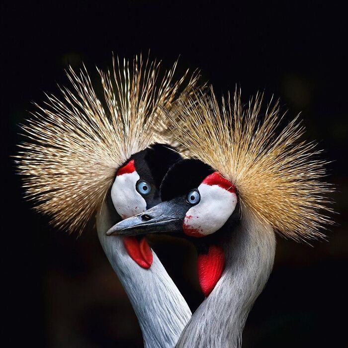 Get Ready! 50 Animal Photos That Are Seriously Awesome