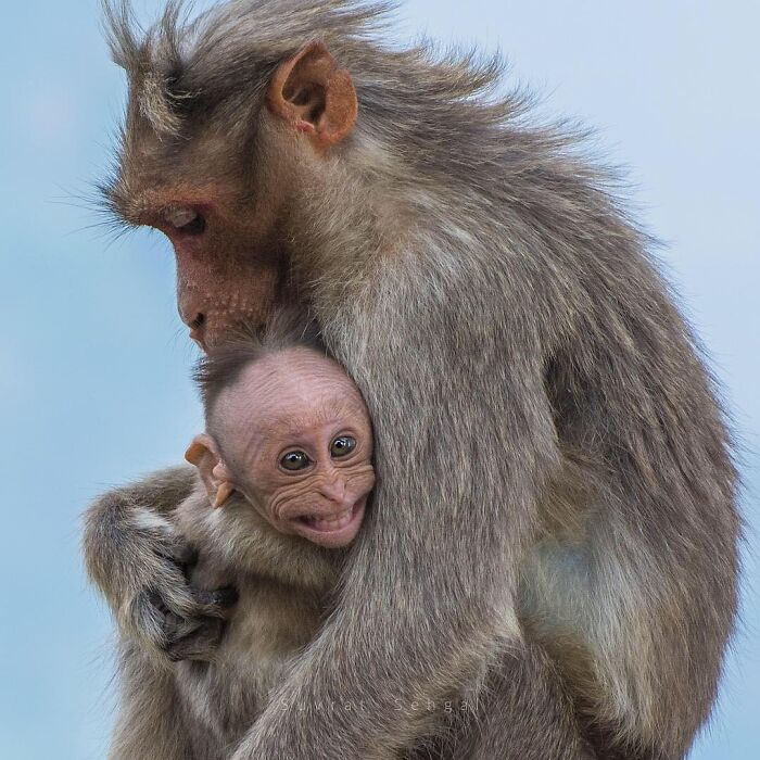 Get Ready! 50 Animal Photos That Are Seriously Awesome