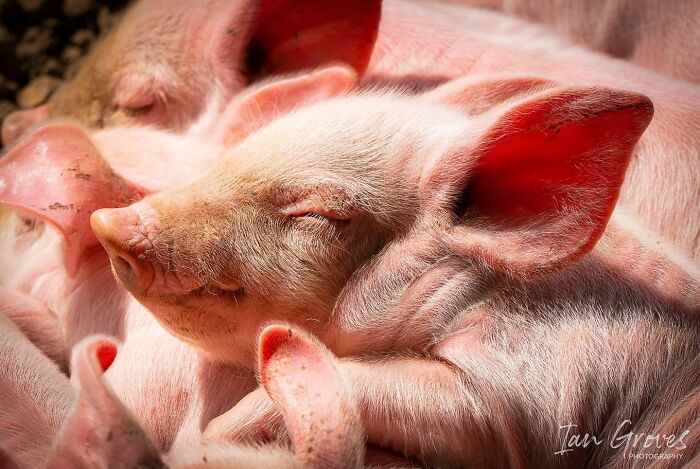 Get Ready! 50 Animal Photos That Are Seriously Awesome