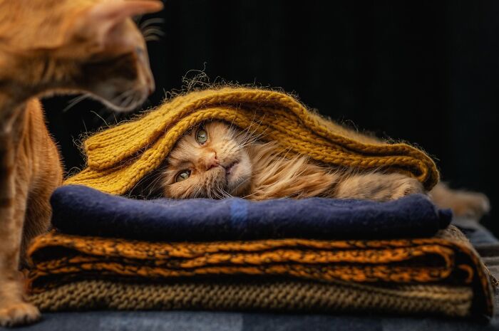 Get Ready! 50 Animal Photos That Are Seriously Awesome