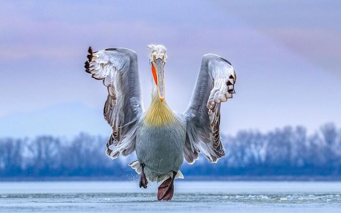 Get Ready! 50 Animal Photos That Are Seriously Awesome