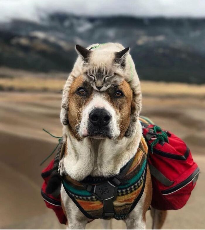 Get Ready! 50 Animal Photos That Are Seriously Awesome