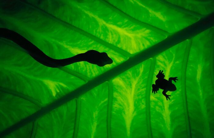 Get Ready! 50 Animal Photos That Are Seriously Awesome