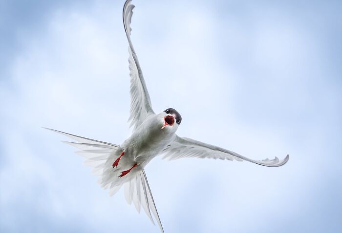 Get Ready! 50 Animal Photos That Are Seriously Awesome