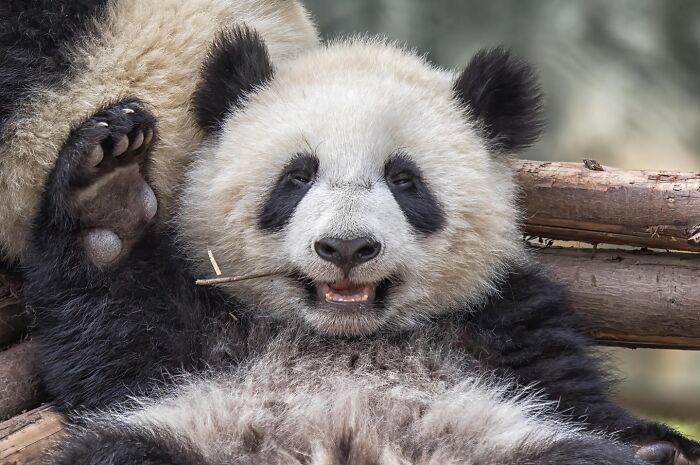 Get Ready! 50 Animal Photos That Are Seriously Awesome