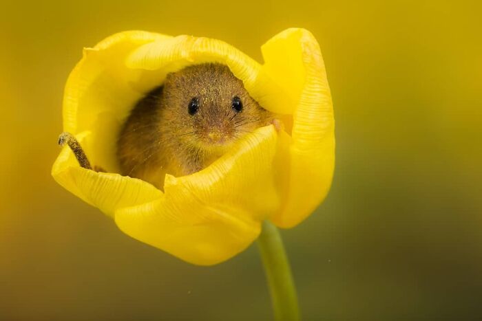 Get Ready! 50 Animal Photos That Are Seriously Awesome