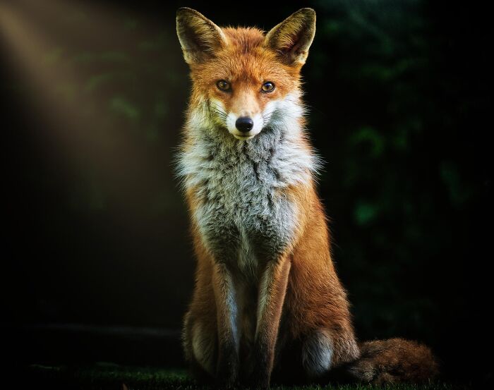 Get Ready! 50 Animal Photos That Are Seriously Awesome