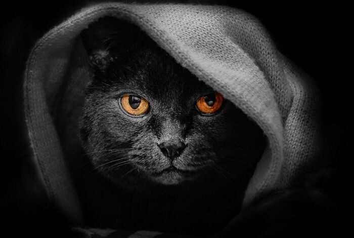 Get Ready! 50 Animal Photos That Are Seriously Awesome