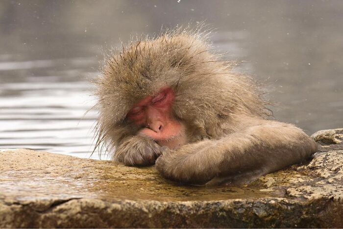 Get Ready! 50 Animal Photos That Are Seriously Awesome