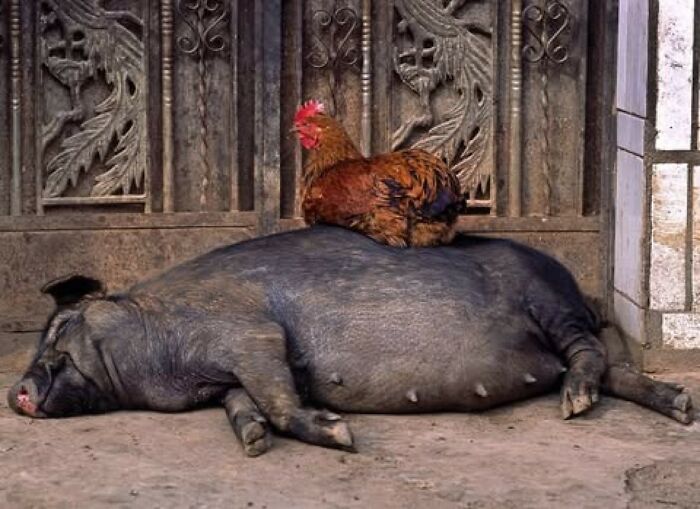 Get Ready! 50 Animal Photos That Are Seriously Awesome