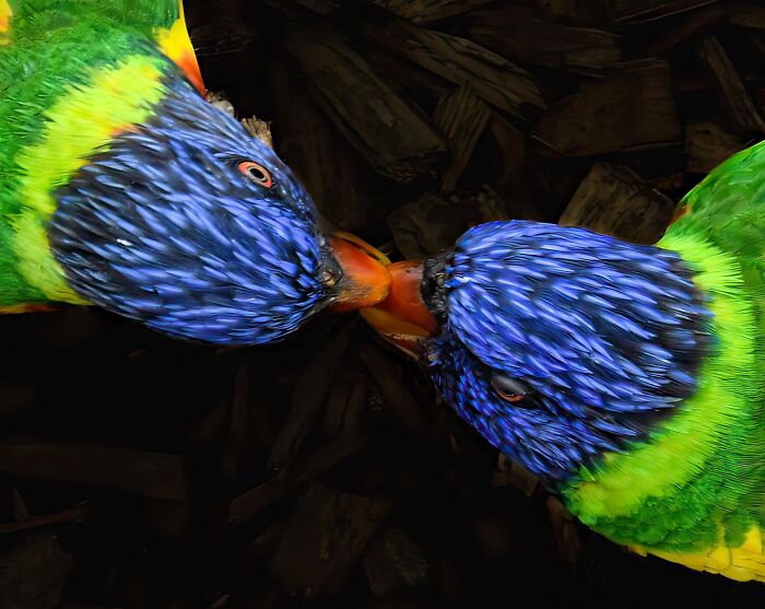 Get Ready! 50 Animal Photos That Are Seriously Awesome