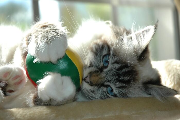 Get Ready! 50 Animal Photos That Are Seriously Awesome