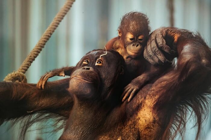 Get Ready! 50 Animal Photos That Are Seriously Awesome