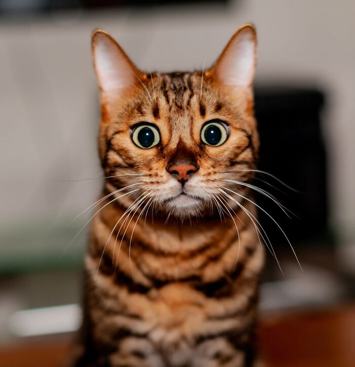 Get Ready! 50 Animal Photos That Are Seriously Awesome