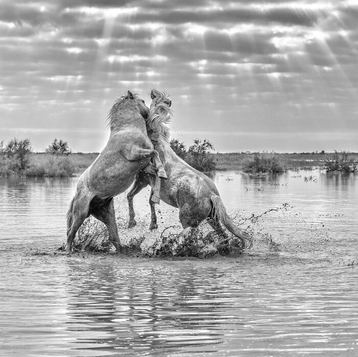 Get Ready! 50 Animal Photos That Are Seriously Awesome