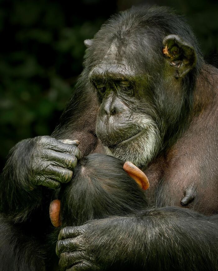 Get Ready! 50 Animal Photos That Are Seriously Awesome