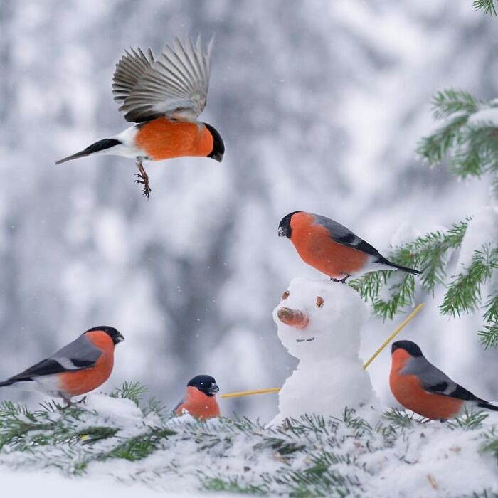 Get Ready! 50 Animal Photos That Are Seriously Awesome