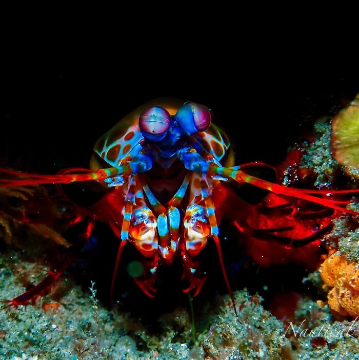 Get Ready! 50 Animal Photos That Are Seriously Awesome