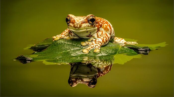 Get Ready! 50 Animal Photos That Are Seriously Awesome