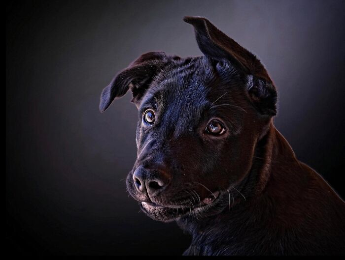 Get Ready! 50 Animal Photos That Are Seriously Awesome