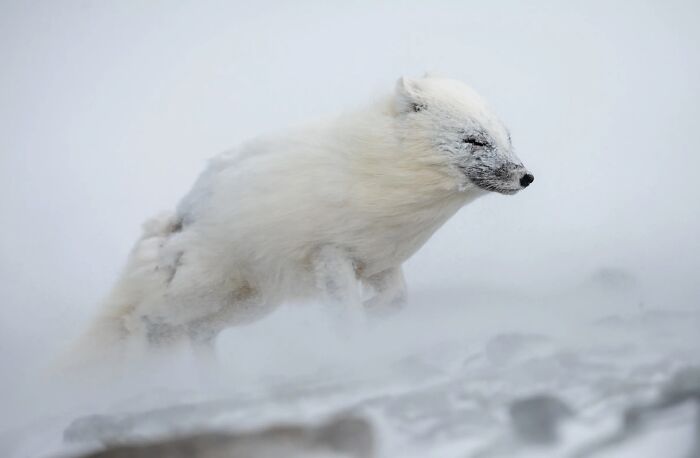 Get Ready! 50 Animal Photos That Are Seriously Awesome