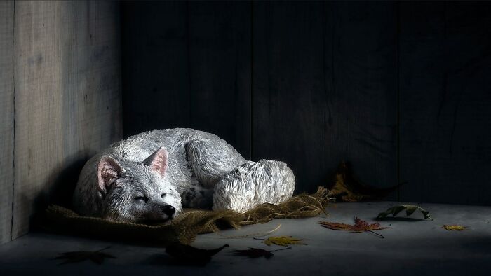 Get Ready! 50 Animal Photos That Are Seriously Awesome