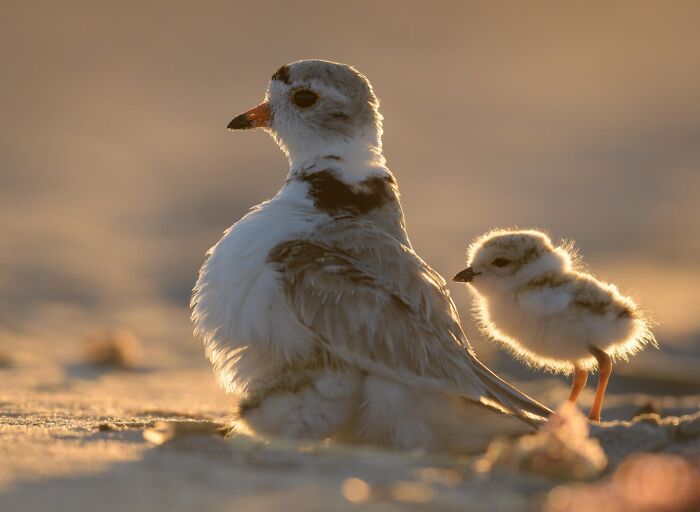 Get Ready! 50 Animal Photos That Are Seriously Awesome
